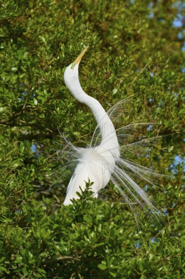 A white heron with spread feathers sitting in the green foliage, Great Egret (Egretta alba),
