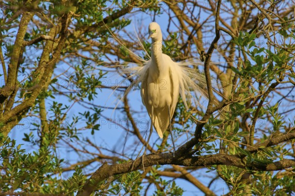 The heron proudly presents its wings on a tree branch, Great Egret (Egretta alba), spring, St.