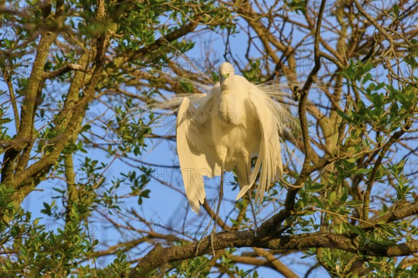 A heron displays its plumage on a branch in the morning sun, Great Egret (Egretta alba), spring, St