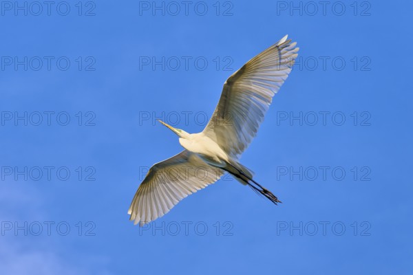 A heron with wide-spread wings in the deep blue sky, Great Egret (Egretta alba), spring, St.