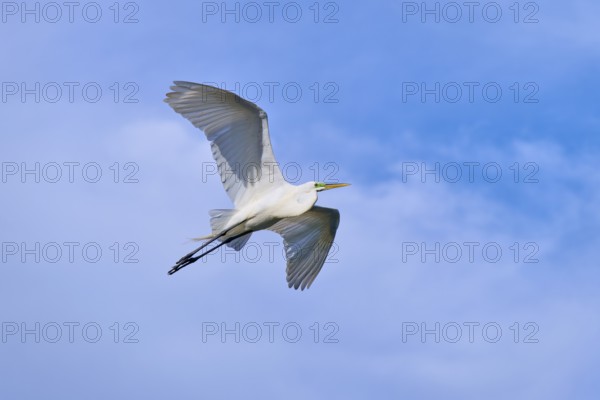 A heron gliding elegantly through the blue sky, Great Egret (Egretta alba), spring, St. Augustine,