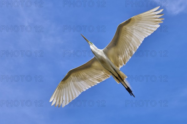A white heron flies through the blue sky with outstretched wings, Great Egret (Egretta alba),