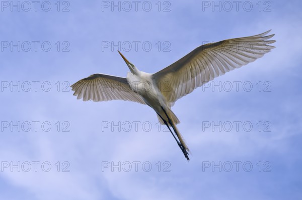 A flying heron under a clear blue sky, Great Egret (Egretta alba), spring, St. Augustine, Florida,