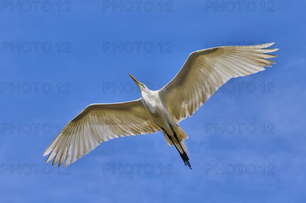 A white heron flies gracefully with outstretched wings in the sky, Great Egret (Egretta alba),