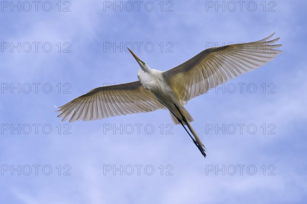 A heron flies with outstretched wings in the blue sky, Great Egret (Egretta alba), spring, St.