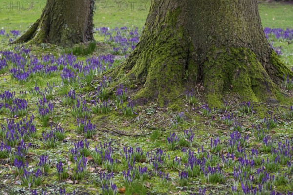 Crocuses (Crocus) and beech tree in Oldenburg Castle Park, Oldenburg, Lower Saxony, Germany