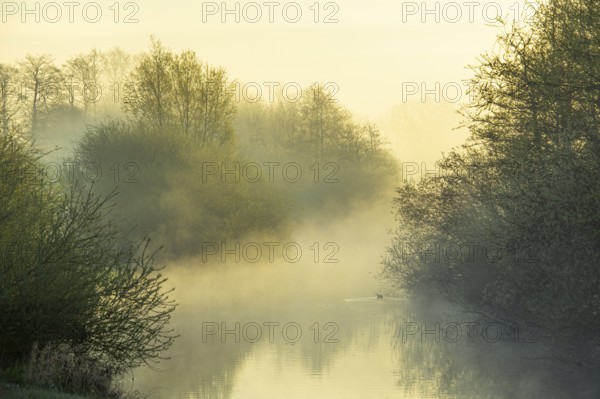 River Lohne at sunrise with fog, Dümmer, Lembruch, Lower Saxony, Germany