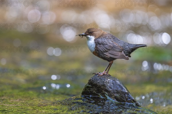 White-throated White-throated Dipper (Cinclus cinclus) sitting on a stone with food, Blomberg,