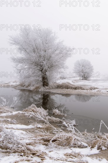 Wintery willow with hoarfrost in Ochsenmoor near Dümmer, Hüde, Lower Saxony, Germany