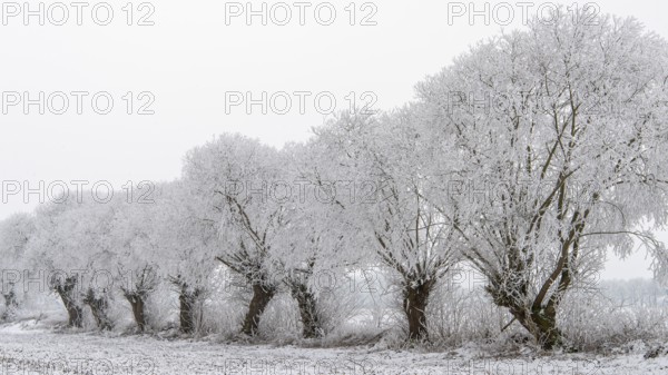 Winter willows in snow, Vechta, Lower Saxony, Germany