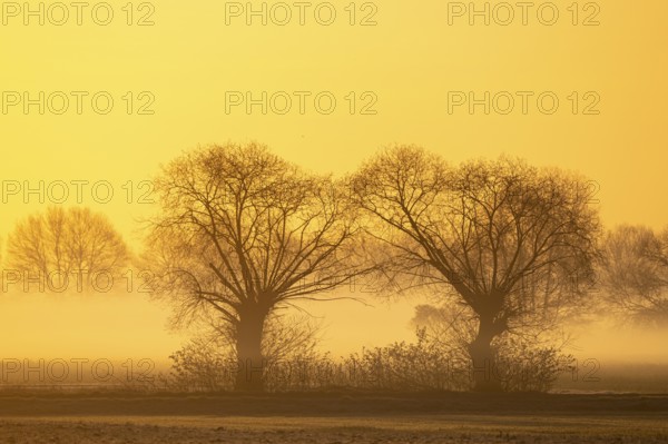 Willows in early fog at sunrise in Boller Moor, Vechta, Lower Saxony, Germany