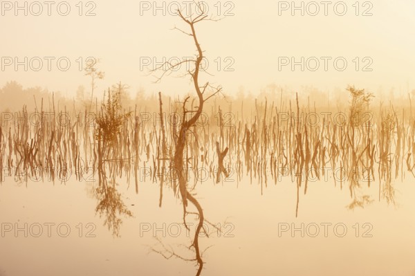 Daybreak in rewetted moor with cripple birches at sunrise in Goldenstedter Moor, Oldenburger