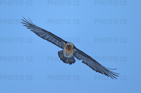 The bird flies with outstretched wings directly towards the camera, bearded vulture (Gypaetus