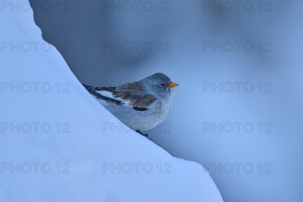 A bird resting on a blue, snow-covered slope, Snowfinch (Montifringilla nivalis), Gemmi Pass,