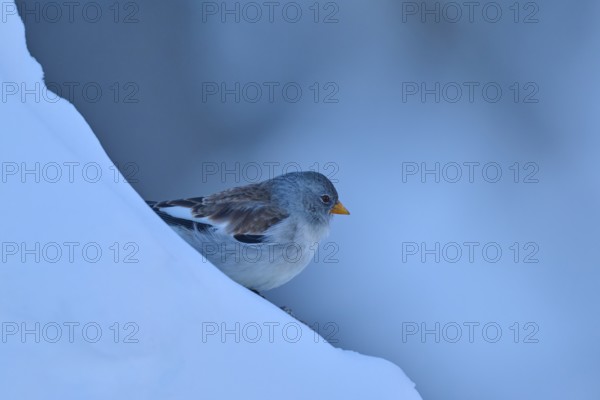A bird on a snow-covered blue slope, snow finch (Montifringilla nivalis), Gemmi Pass, Leukerbad,