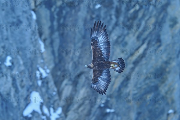 An eagle in its element, high up in the sky, with the rocky landscape below, golden eagle (Aquila
