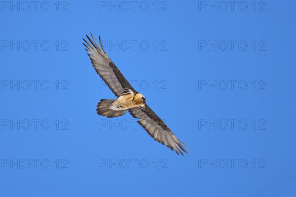 A bearded vulture soars majestically in the blue sky, bearded vulture (Gypaetus barbatus), Gemmi