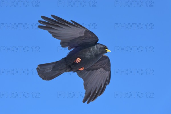 A black bird soars majestically in the blue sky, Alpine chough (Pyrrhocorax graculus), Gemmi Pass,