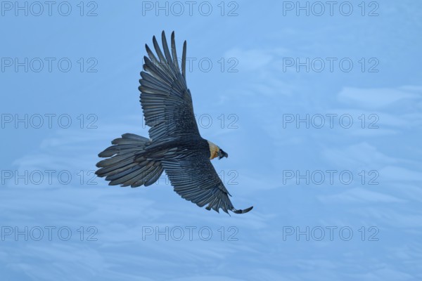 A bird in flight with wings outstretched against a blue background, bearded vulture (Gypaetus