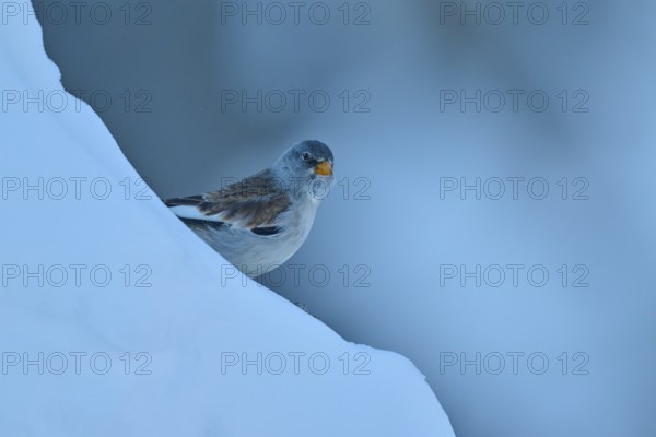 A bird appears on a minimalist blue slope in the snow, Snowfinch (Montifringilla nivalis), Gemmi