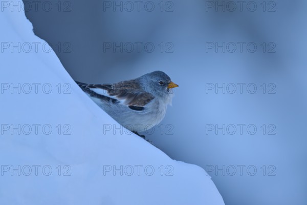 Bird on snow-covered blue ground in winter, snow finch (Montifringilla nivalis), Gemmi Pass,