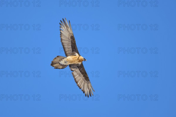 A bearded vulture in full flight in front of a bright blue sky, bearded vulture (Gypaetus