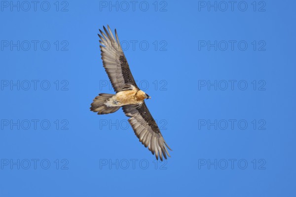 A bearded vulture gliding freely through the clear sky, bearded vulture (Gypaetus barbatus), Gemmi