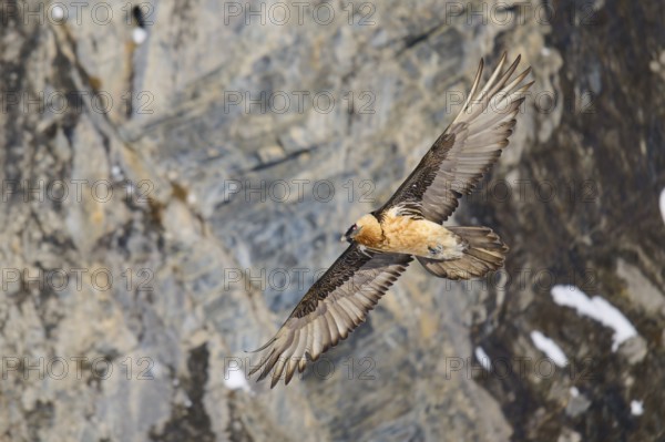 A bearded vulture flies along a rocky wall, bearded vulture (Gypaetus barbatus), Gemmi Pass,