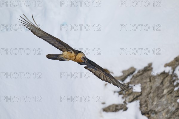 A bearded vulture flies close to snow-covered rocks, bearded vulture (Gypaetus barbatus), Gemmi