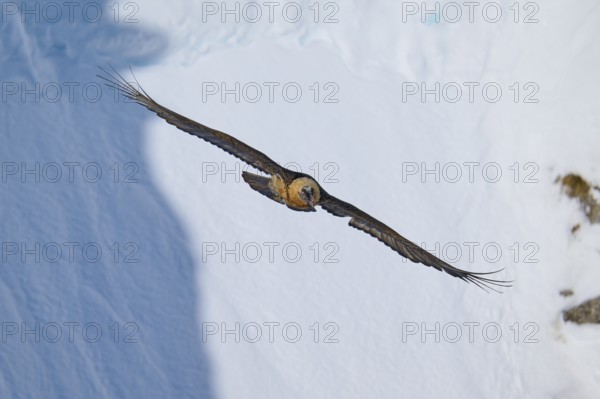A bearded vulture flies over a snow-covered landscape, bearded vulture (Gypaetus barbatus), Gemmi
