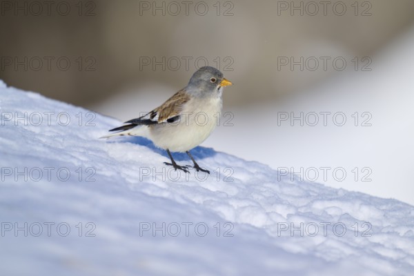 A bird sitting on a snow-covered slope in nature, Snowfinch (Montifringilla nivalis), Gemmi Pass,