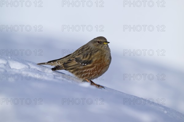 Small bird on snow-covered ground in winter, Alpine Accentor (Prunella collaris), Gemmi Pass,