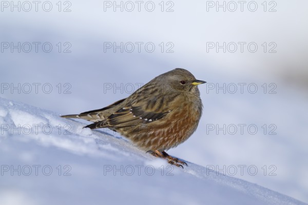 Brown bird sitting on snow, wintry mood, Alpine Accentor (Prunella collaris), Gemmi Pass,
