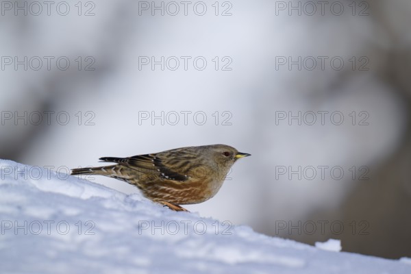 Small bird on snow slope, wintry ambience, Alpine Accentor (Prunella collaris), Gemmi Pass,