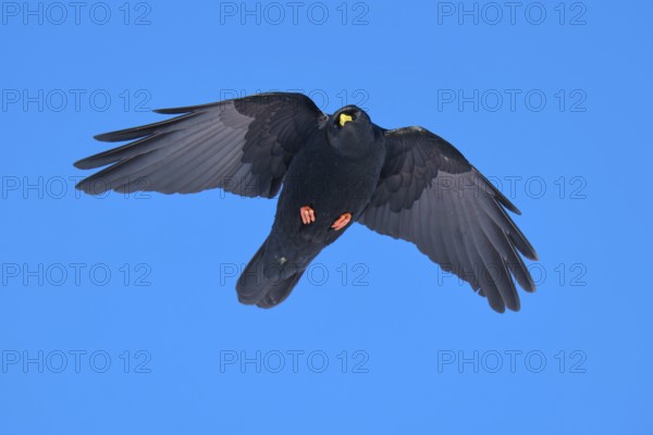 Black bird hovering calmly in the clear blue sky with open wings, Alpine chough (Pyrrhocorax