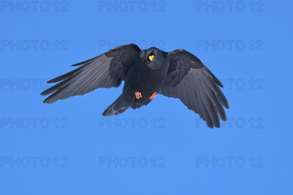 A black bird hovers with outstretched wings in the blue sky, Alpine chough (Pyrrhocorax graculus),