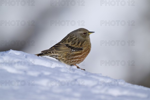 Bird sitting on snow-covered ground in winter, Alpine Accentor (Prunella collaris), Gemmi Pass,