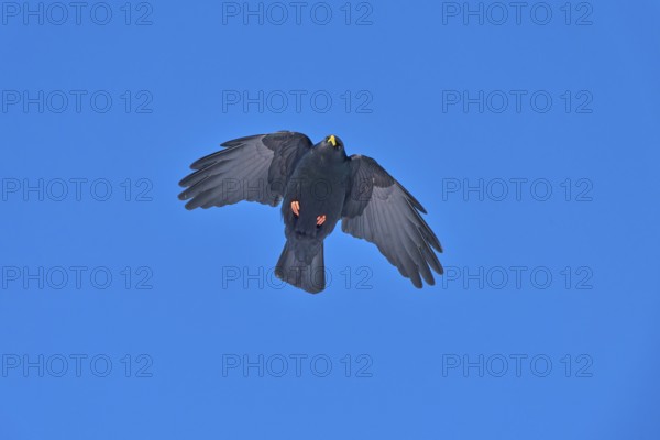 Black bird with spread wings in the air against a blue sky, Alpine chough (Pyrrhocorax graculus),