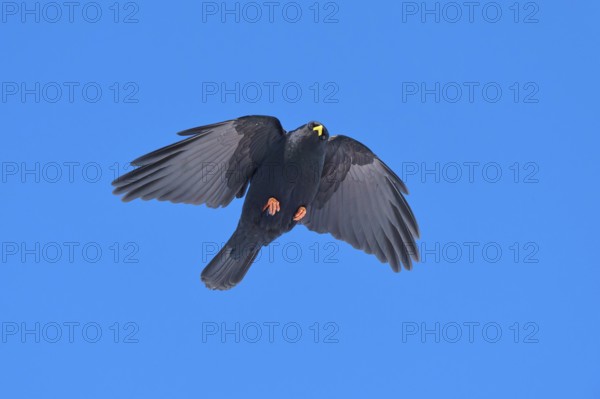 Black bird with outstretched wings flying in the clear sky, Alpine chough (Pyrrhocorax graculus),