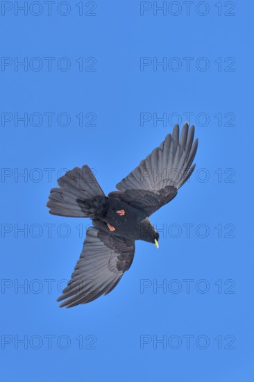 Black bird in flight against a bright blue sky with outstretched wings, Alpine chough (Pyrrhocorax