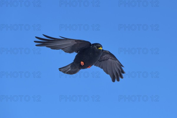Black bird hovering in the blue sky with outstretched wings, Alpine chough (Pyrrhocorax graculus),