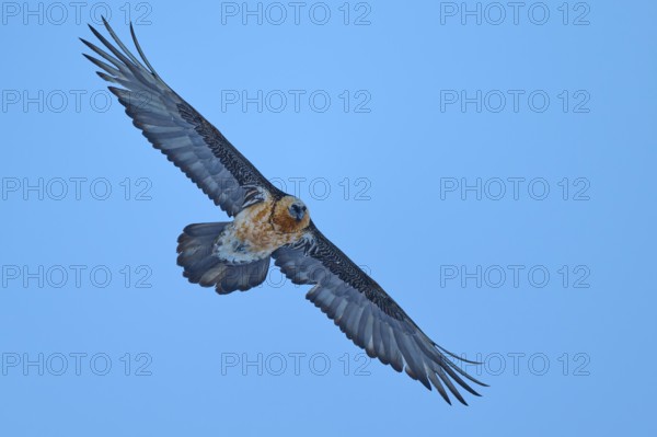 An elegant bearded vulture soars with open wings against a clear blue sky, bearded vulture