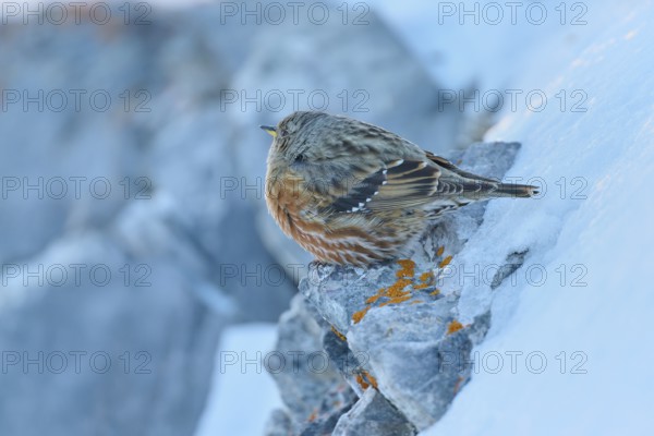 A bird sits quietly on a snow-covered rocky outcrop, Alpine Accentor (Prunella collaris), Gemmi