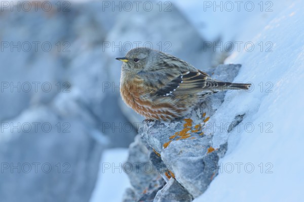 A bird sitting on a cold, snow-covered rock with lichen, Alpine Accentor (Prunella collaris), Gemmi