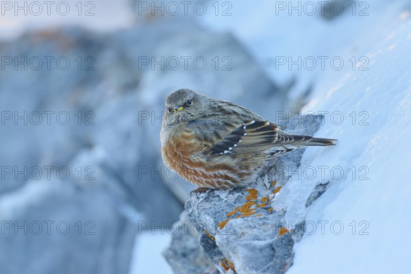 A bird resting on a snow-covered rock in a cold environment, Alpine Accentor (Prunella collaris),