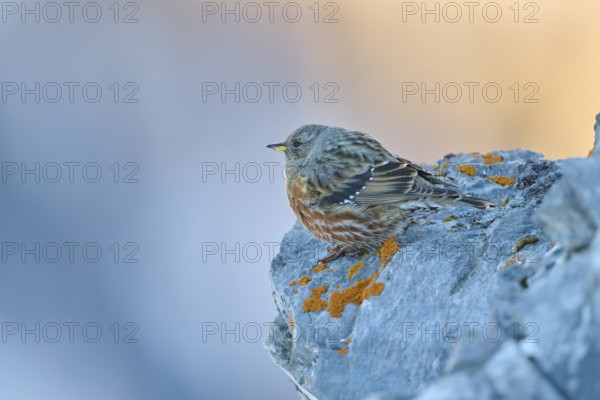 A bird sits quietly on a rocky outcrop in a mountain landscape, Alpine Accentor (Prunella