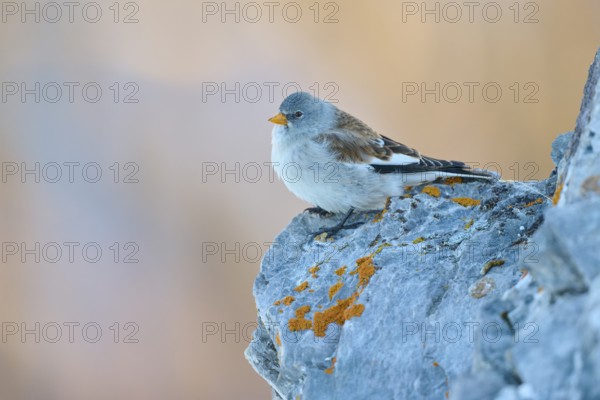 A bird rests relaxed on a rock, the surroundings seem quiet and peaceful, Snowfinch (Montifringilla
