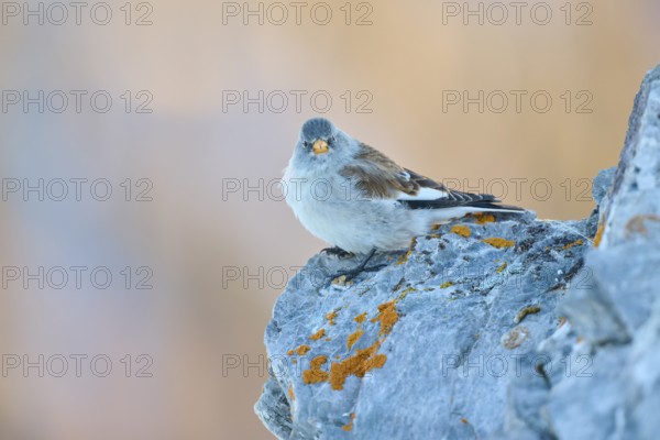 A bird with open beak sitting on a rocky ground, Snowfinch (Montifringilla nivalis), Gemmi Pass,