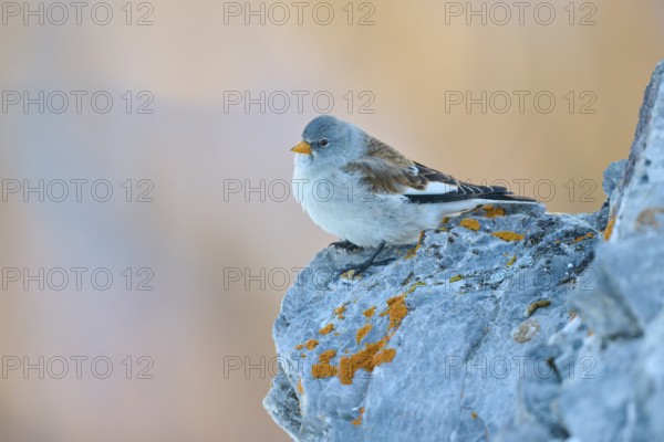 A bird sits peacefully on a rock with orange-coloured lichen cover, Snowfinch (Montifringilla