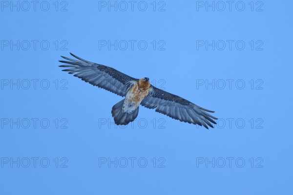A powerful bearded vulture flies through the blue sky with its wings spread wide, bearded vulture